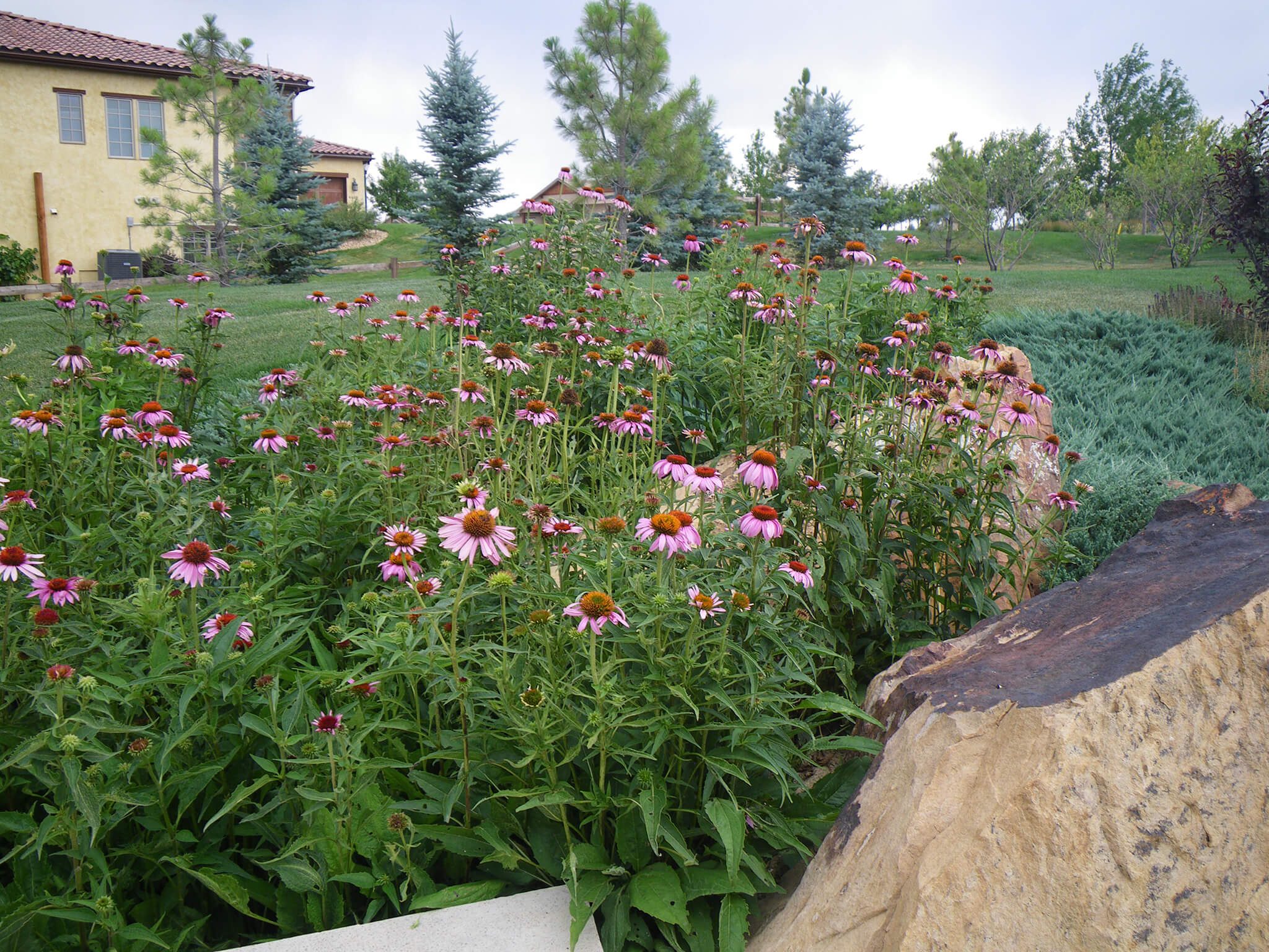 Fort Collins, CO Business With Expert Landscape Installation