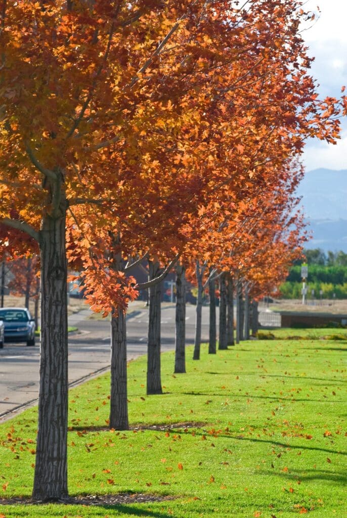 Windsor, CO Landscaping Services Company