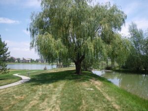 Fort Collins, CO Commercial Landscaping Companies