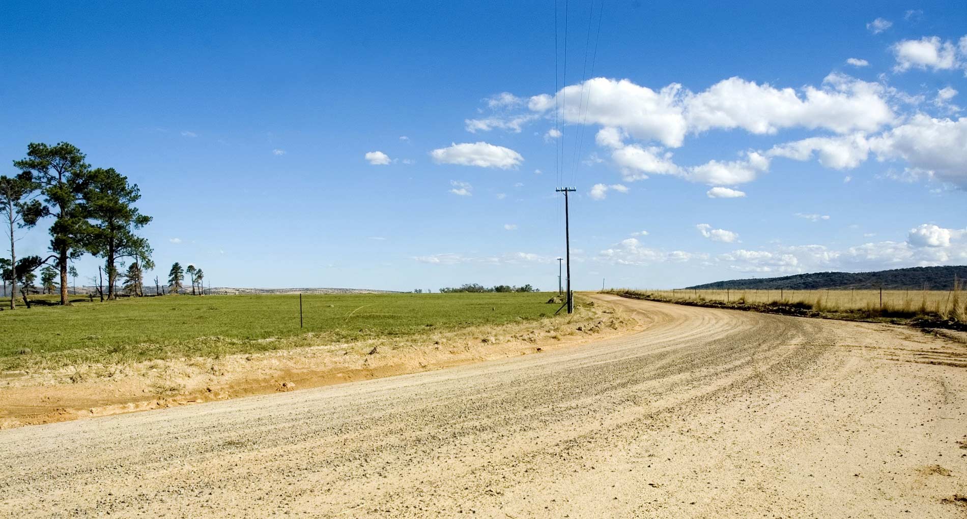 Magnesium Chloride Toxicity in Trees